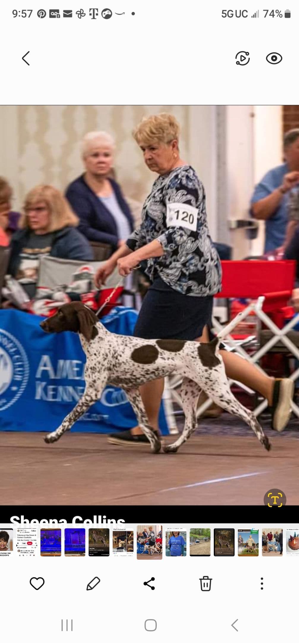 German Shorthaired Pointer Puppies breeder image 9