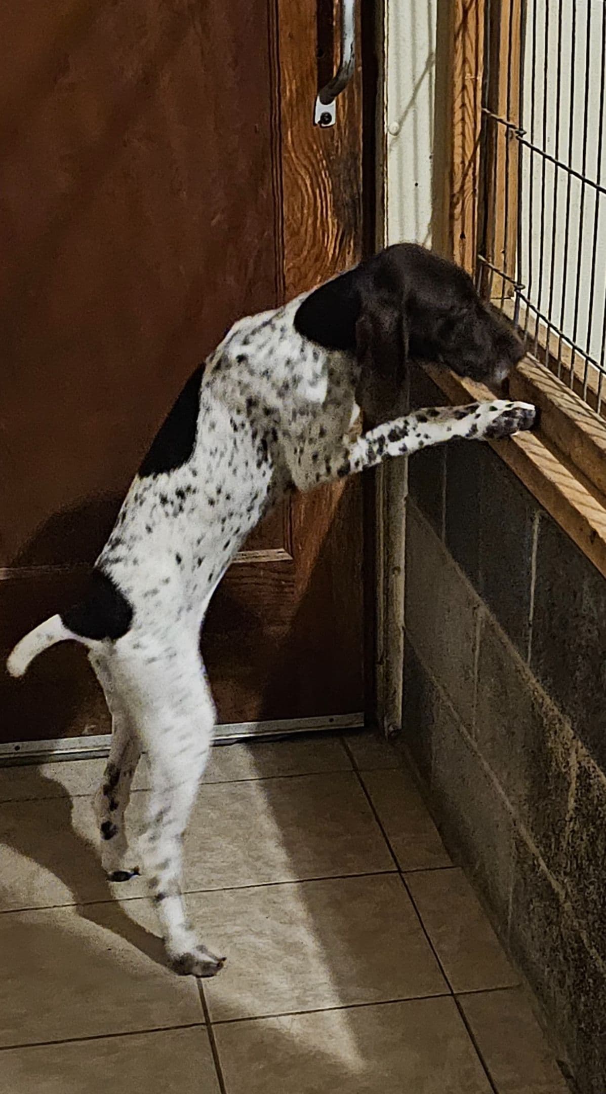 German Shorthaired Pointer Puppies breeder image 12