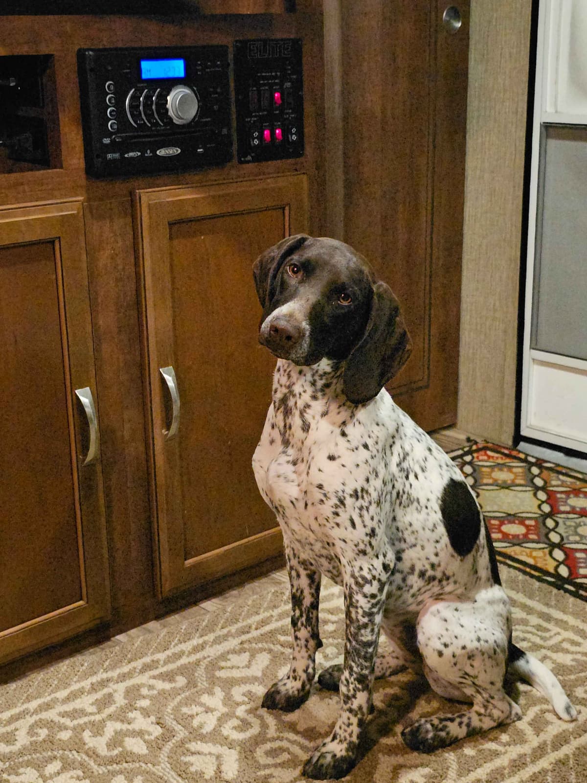 German Shorthaired Pointer Puppies breeder image 13