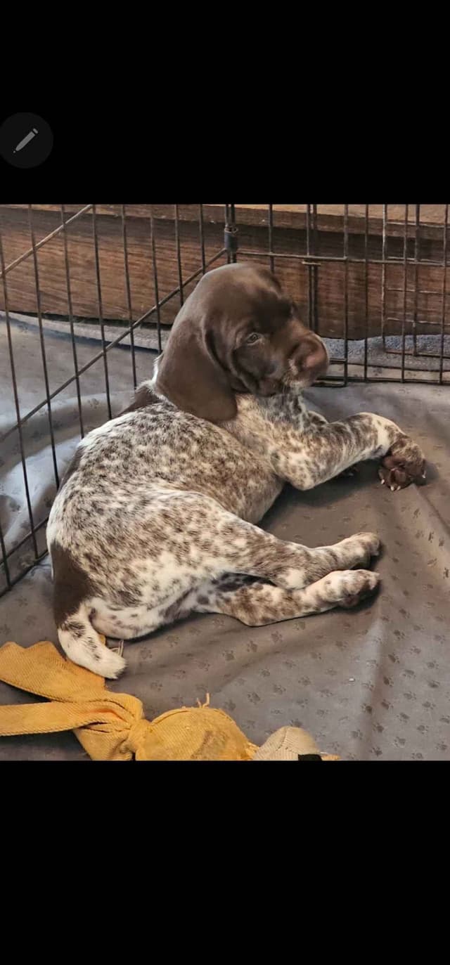German Shorthaired Pointer Puppies media 2