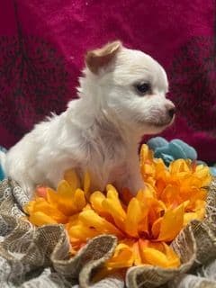 Last AKC Chihuahua Female Available – Ready for Her Forever Home breeder image 9