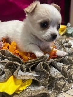 Last AKC Chihuahua Female Available – Ready for Her Forever Home breeder image 8