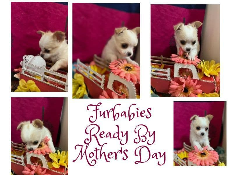 Last AKC Chihuahua Female Available – Ready for Her Forever Home breeder image 5