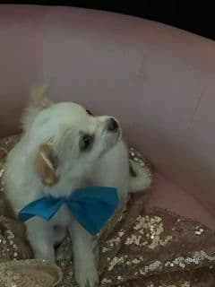 Last AKC Chihuahua Female Available – Ready for Her Forever Home breeder image 3