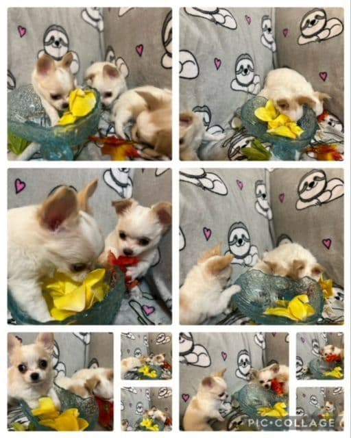 Last AKC Chihuahua Female Available – Ready for Her Forever Home breeder image 2
