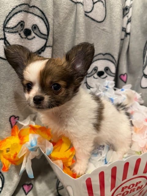 Last AKC Chihuahua Female Available – Ready for Her Forever Home breeder image 1