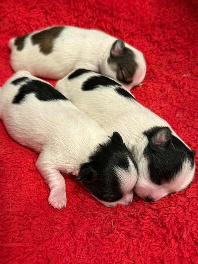 Last AKC Chihuahua Female Available – Ready for Her Forever Home media 15