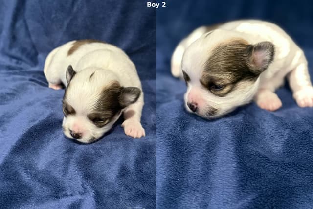 Last AKC Chihuahua Female Available – Ready for Her Forever Home media 13