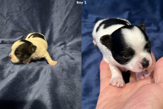 Last AKC Chihuahua Female Available – Ready for Her Forever Home media 14