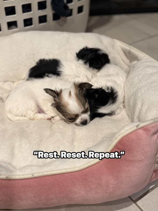 Last AKC Chihuahua Female Available – Ready for Her Forever Home media 10