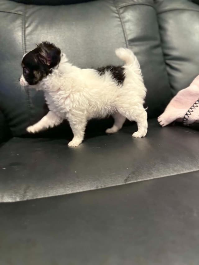 Last AKC Chihuahua Female Available – Ready for Her Forever Home media 3