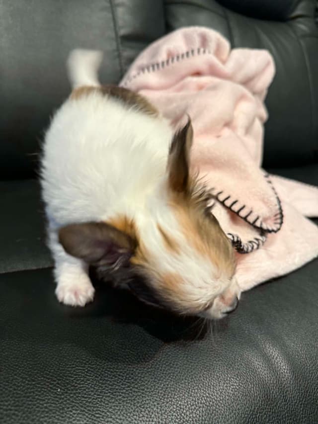 Last AKC Chihuahua Female Available – Ready for Her Forever Home media 4