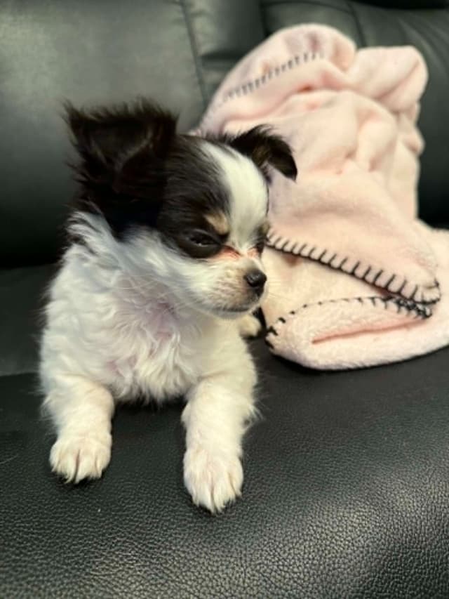 Last AKC Chihuahua Female Available – Ready for Her Forever Home media 8
