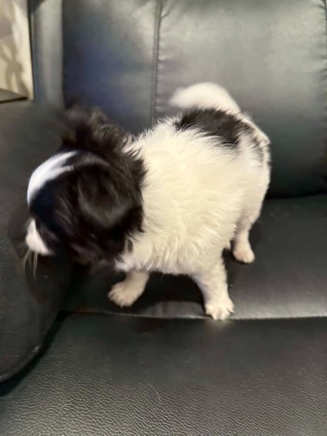 Last AKC Chihuahua Female Available – Ready for Her Forever Home media 2