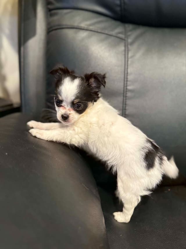 Last AKC Chihuahua Female Available – Ready for Her Forever Home media 7