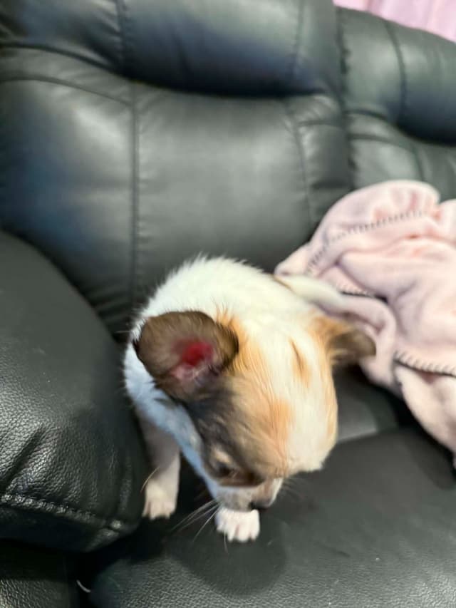Last AKC Chihuahua Female Available – Ready for Her Forever Home media 5