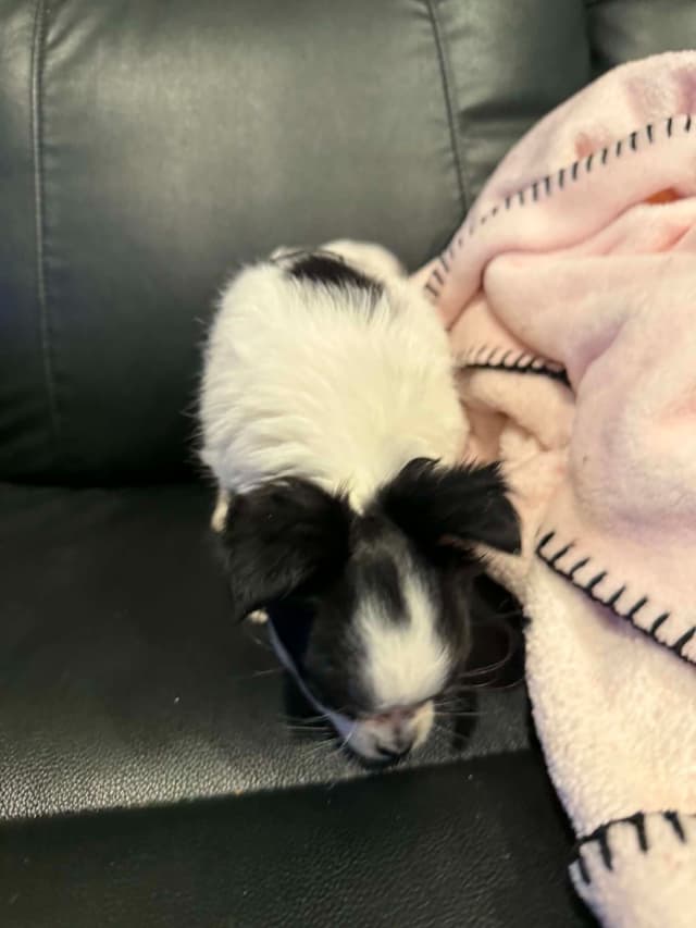 Last AKC Chihuahua Female Available – Ready for Her Forever Home media 9