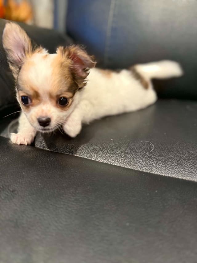 Last AKC Chihuahua Female Available – Ready for Her Forever Home media 6