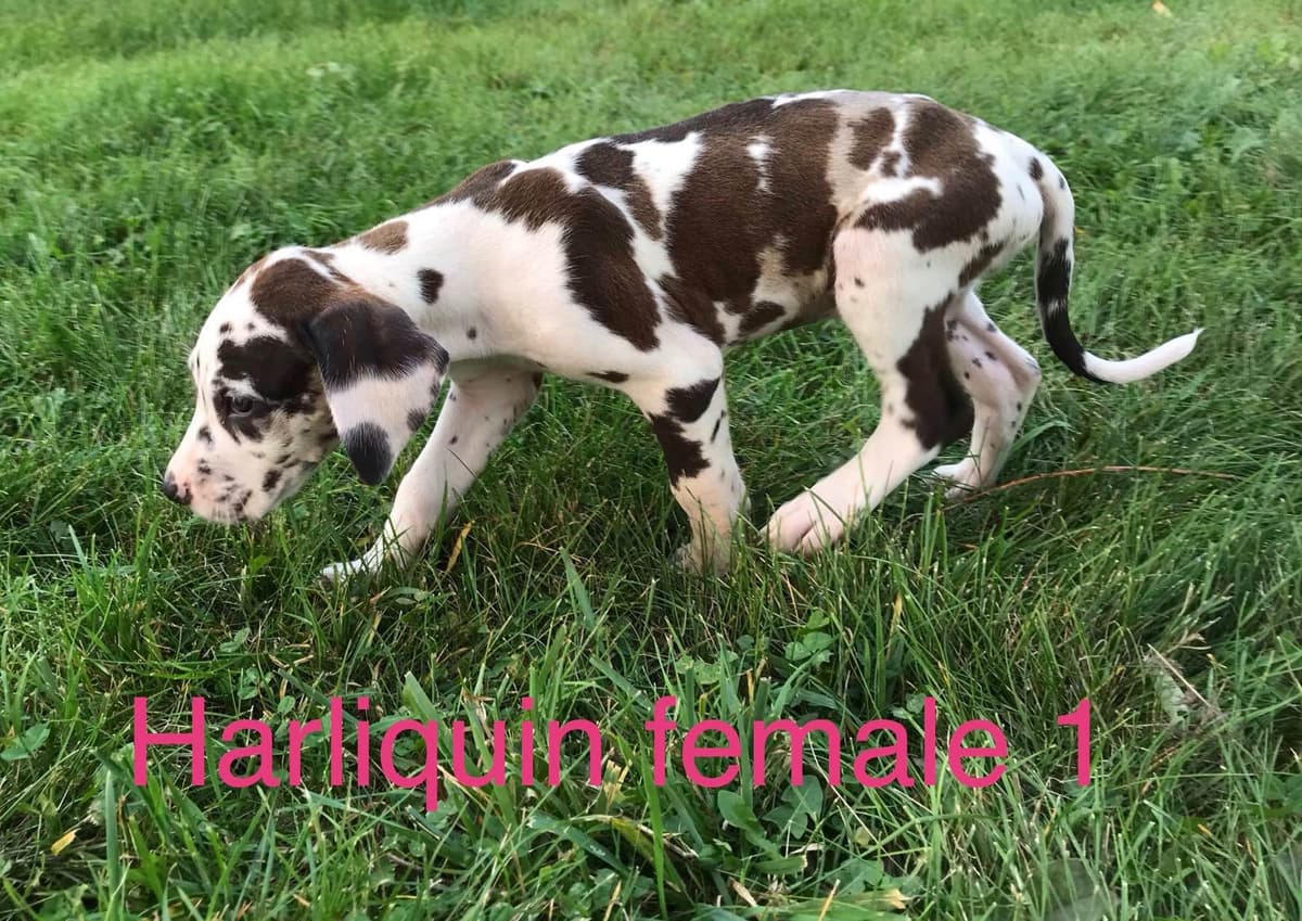 Basset Hound Puppies breeder image 1