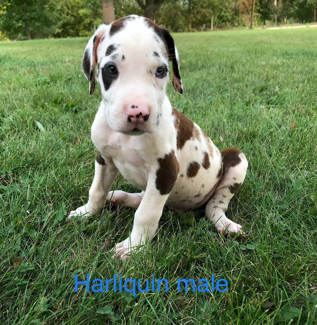 Basset Hound Puppies breeder image 2