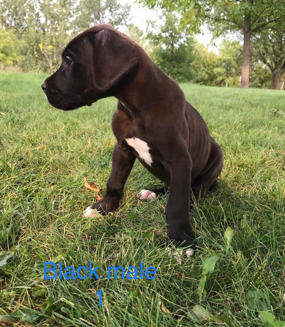 Basset Hound Puppies breeder image 3