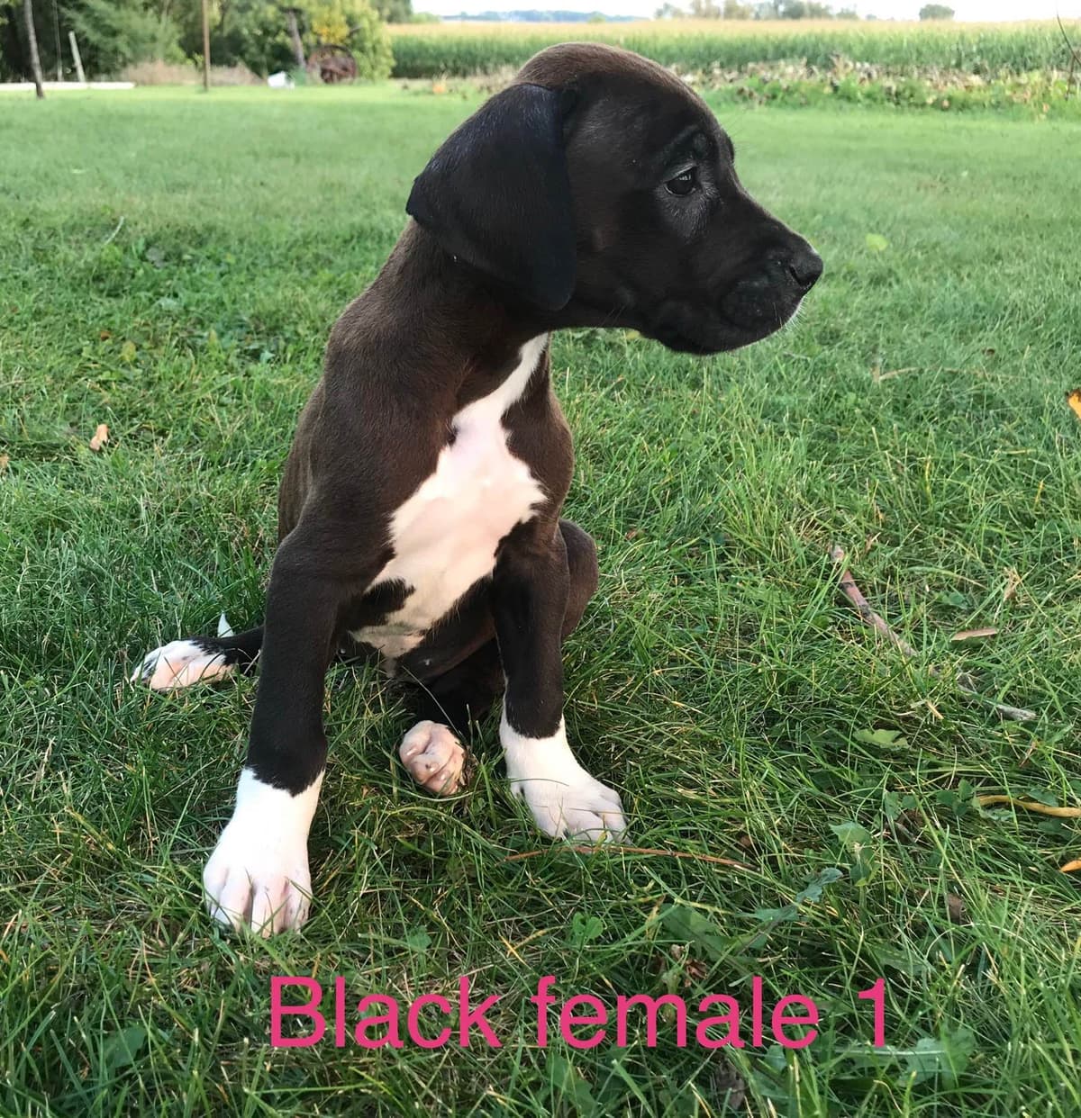 Basset Hound Puppies breeder image 4