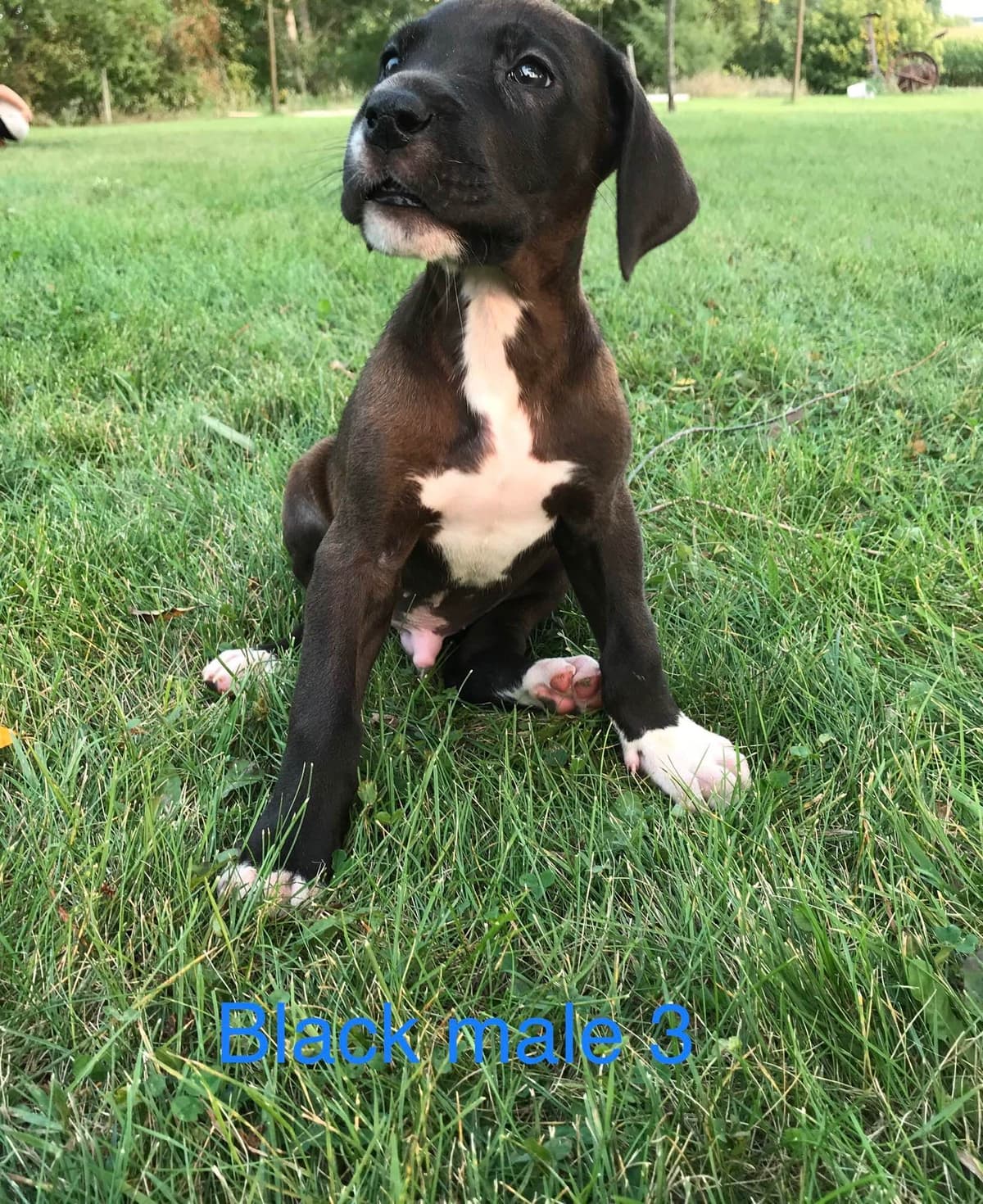 Basset Hound Puppies breeder image 5
