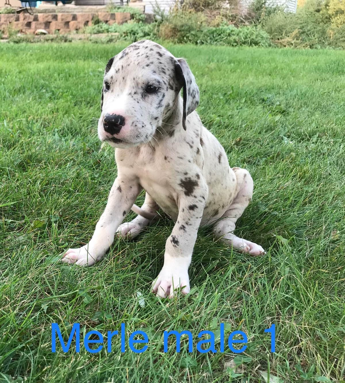 Basset Hound Puppies breeder image 6