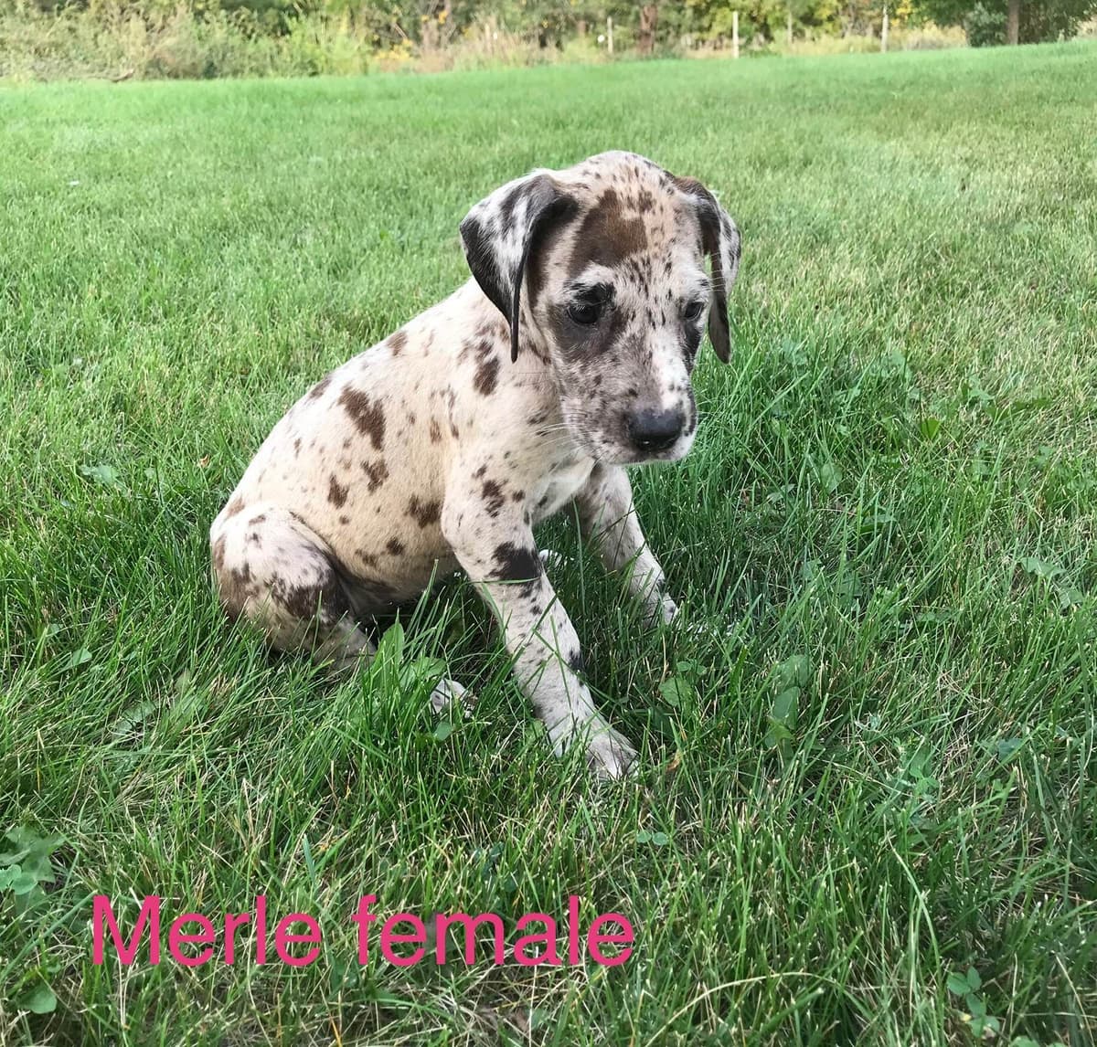 Basset Hound Puppies breeder image 8