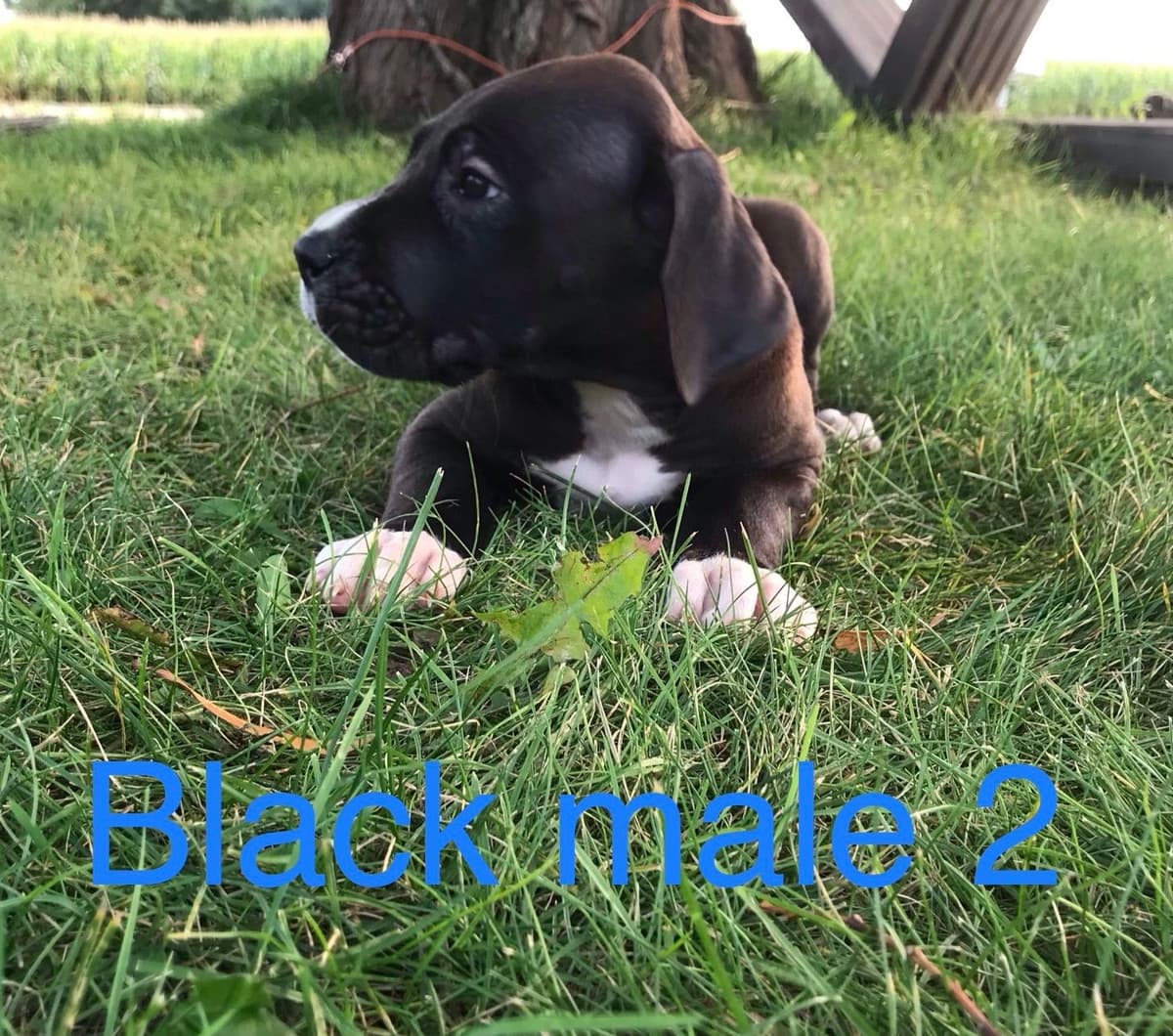 Basset Hound Puppies breeder image 7