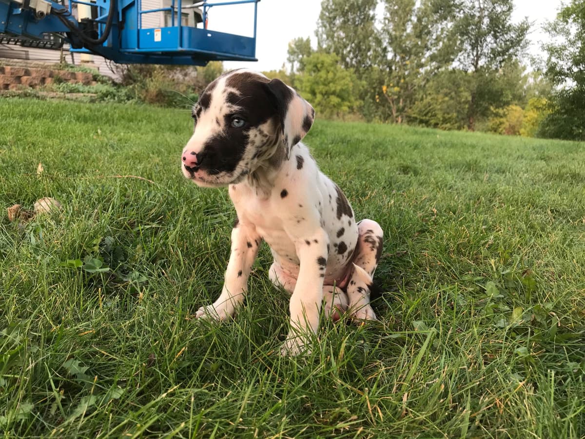Basset Hound Puppies breeder image 12