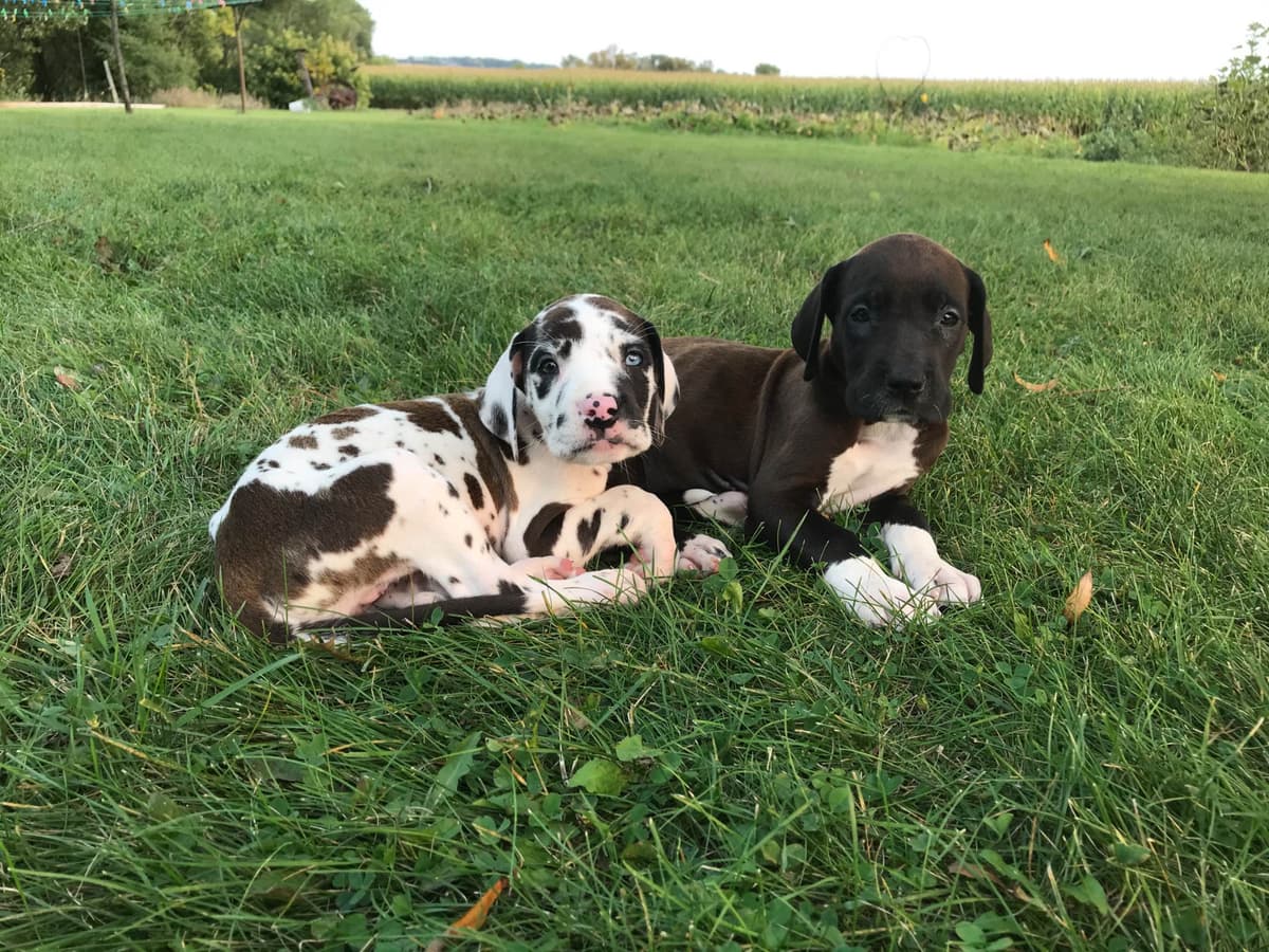 Basset Hound Puppies breeder image 13