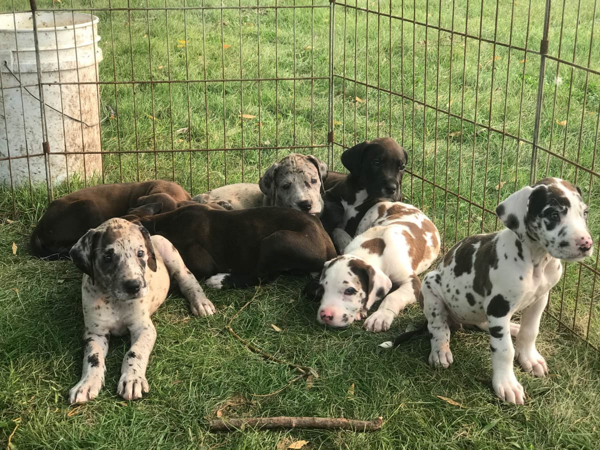 Basset Hound Puppies breeder image 11