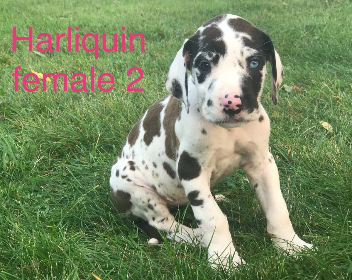 Basset Hound Puppies breeder image 14