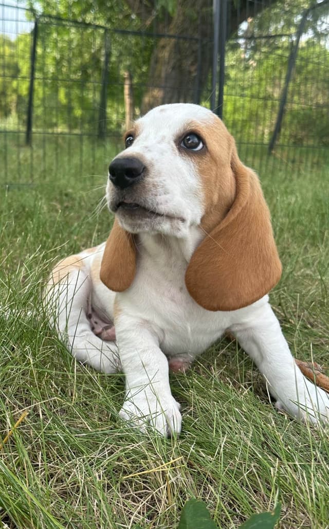 Basset Hound Puppies media 2