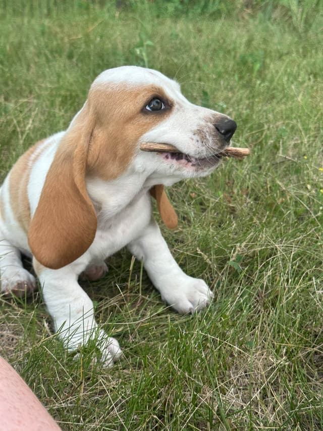 Basset Hound Puppies media 5