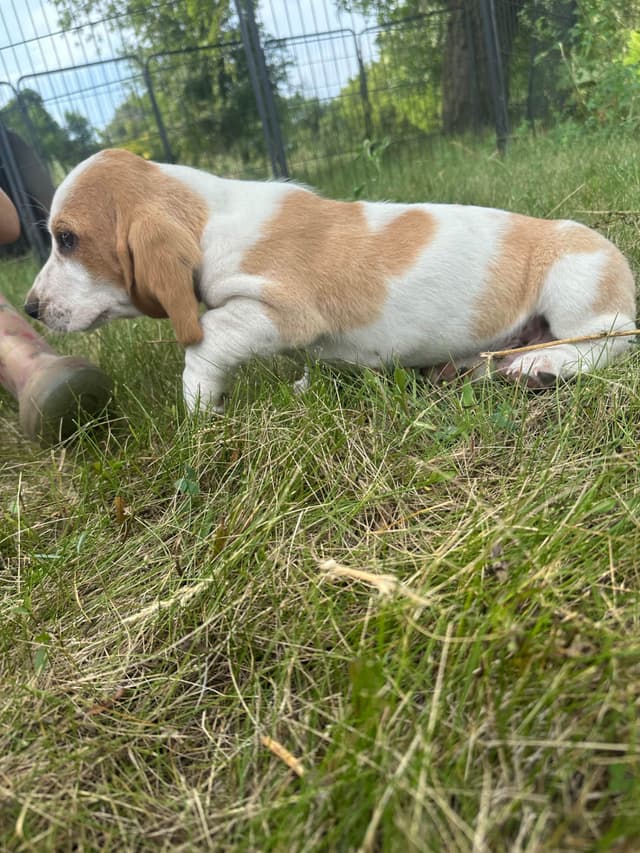 Basset Hound Puppies media 4