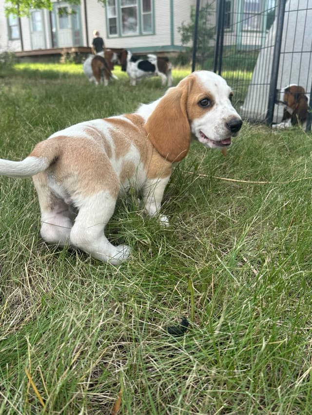 Basset Hound Puppies media 6