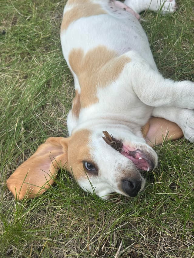Basset Hound Puppies media 8
