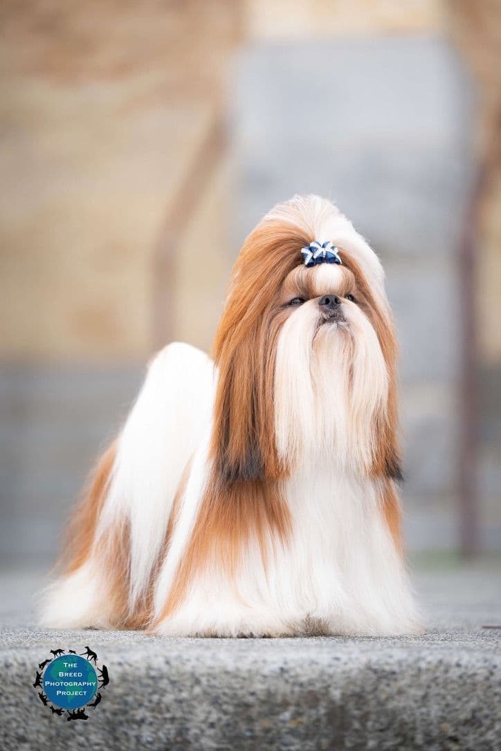 AKC Registered Shih Tzu Puppies breeder image 1