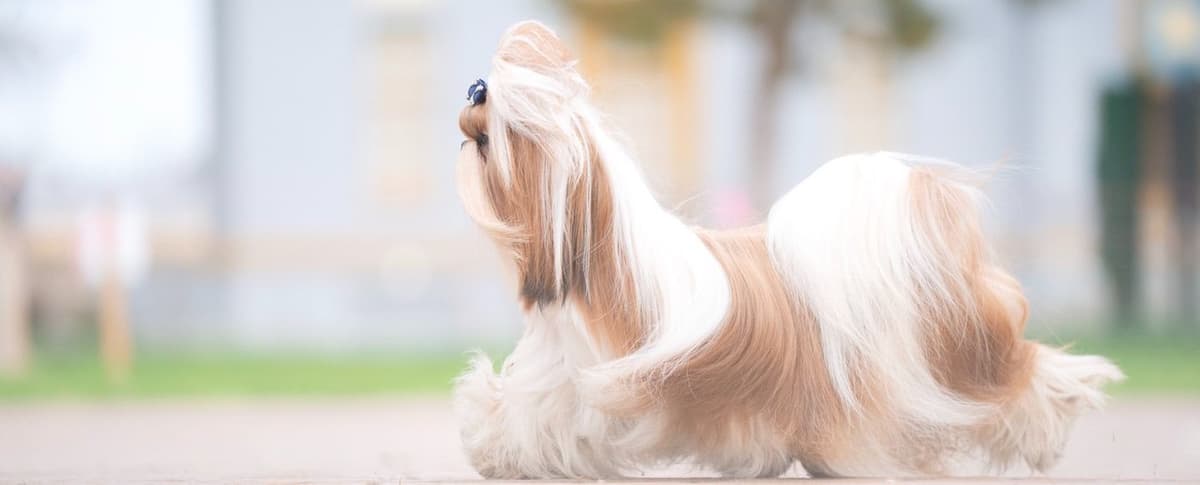 AKC Registered Shih Tzu Puppies breeder image 3