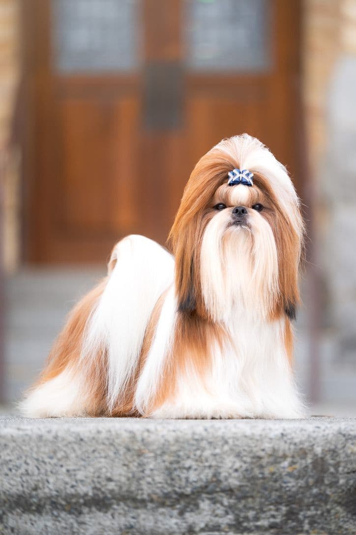 AKC Registered Shih Tzu Puppies breeder image 4