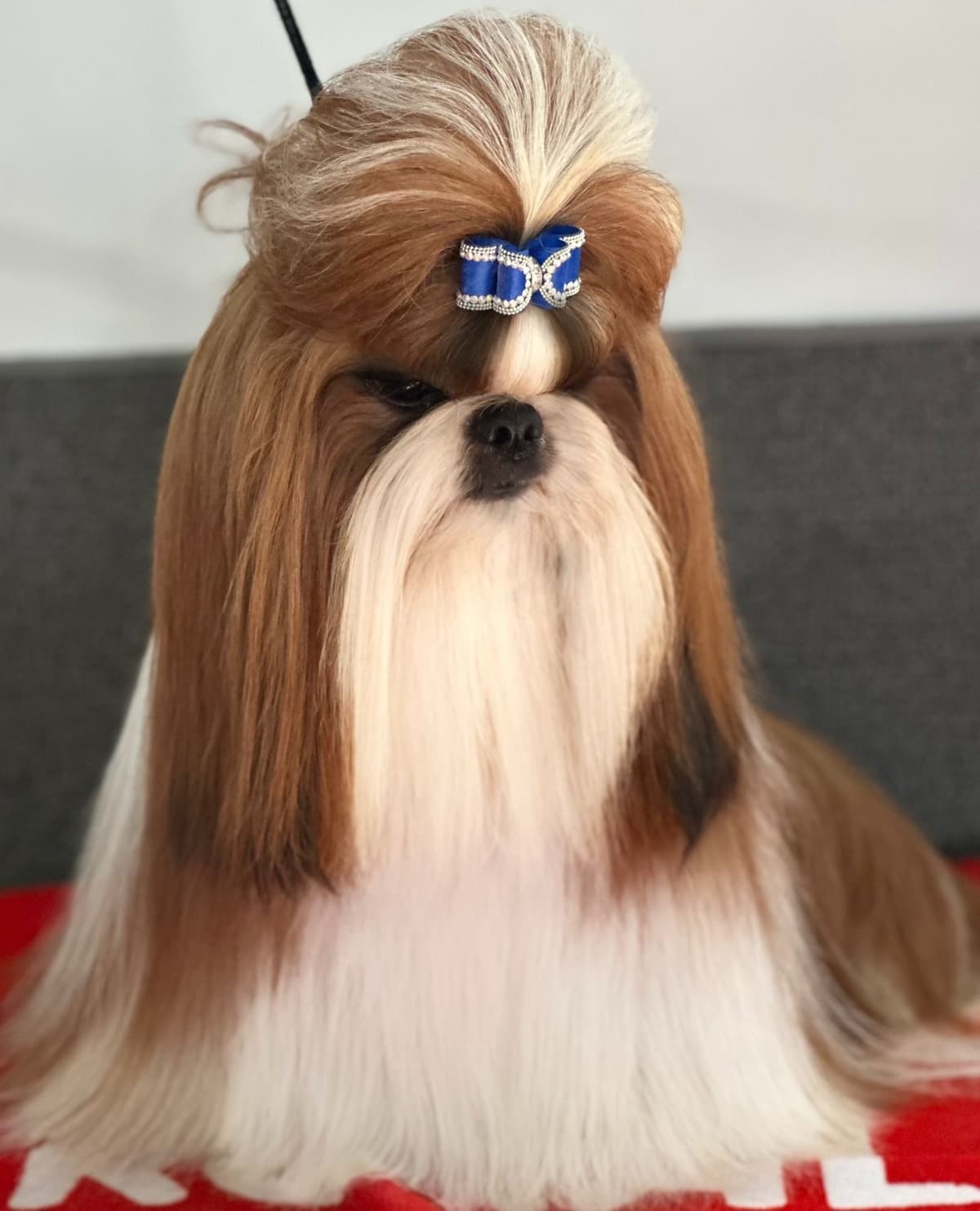 AKC Registered Shih Tzu Puppies breeder image 5