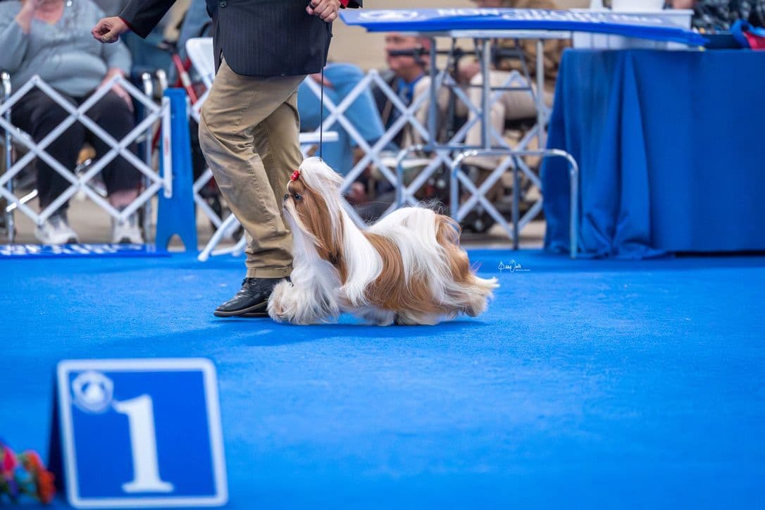 AKC Registered Shih Tzu Puppies breeder image 6