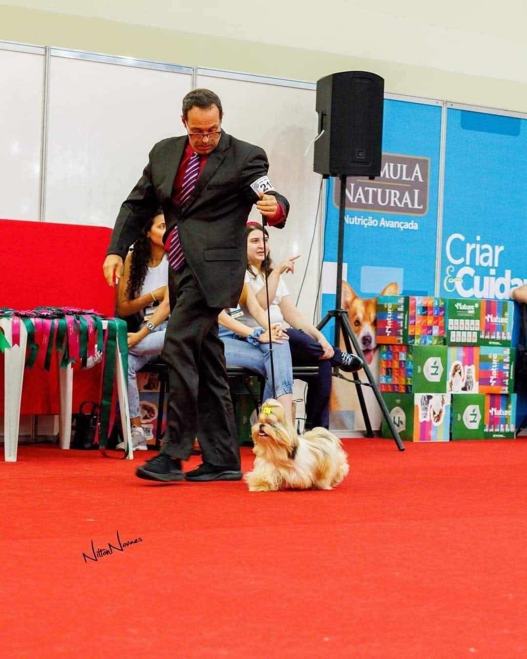 AKC Registered Shih Tzu Puppies breeder image 7