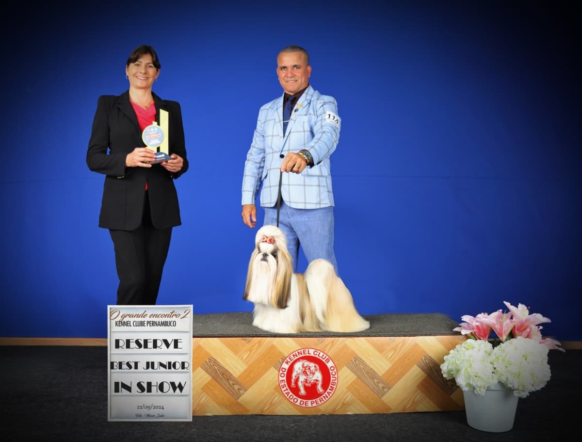 AKC Registered Shih Tzu Puppies breeder image 9