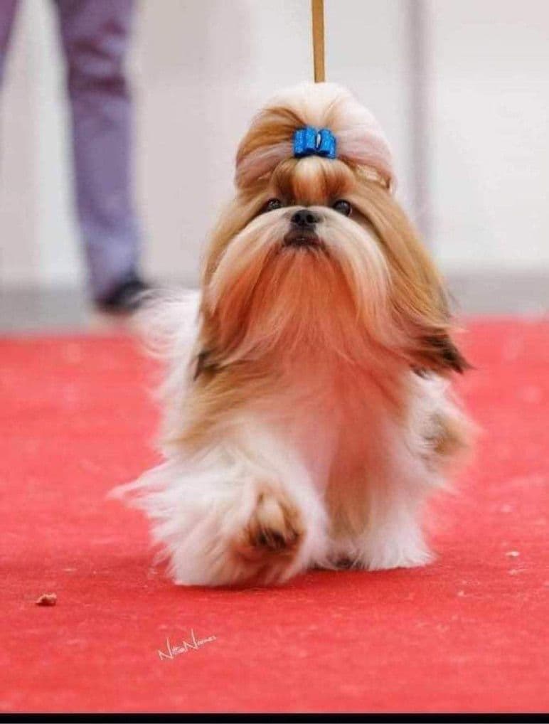 AKC Registered Shih Tzu Puppies breeder image 10