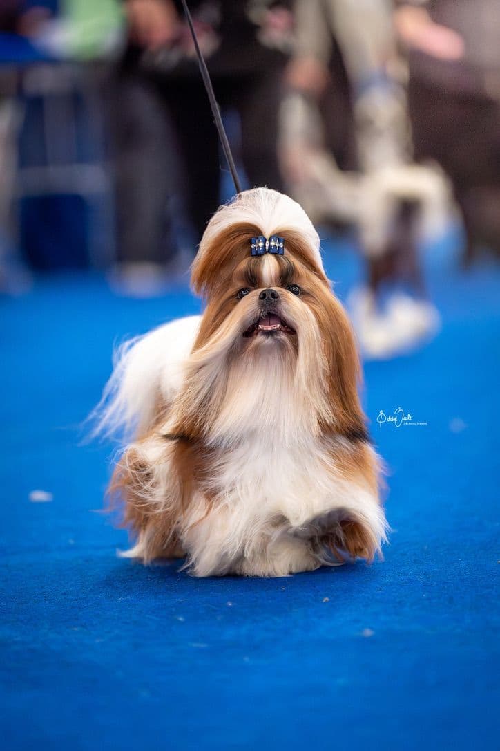 AKC Registered Shih Tzu Puppies breeder image 12