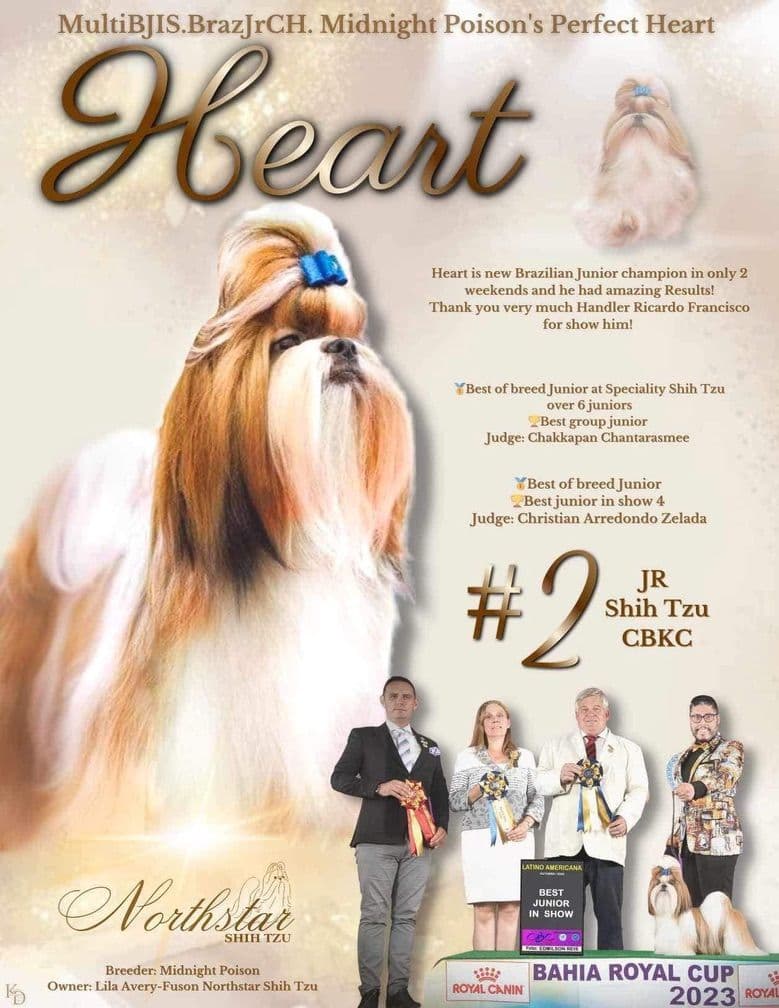AKC Registered Shih Tzu Puppies breeder image 13
