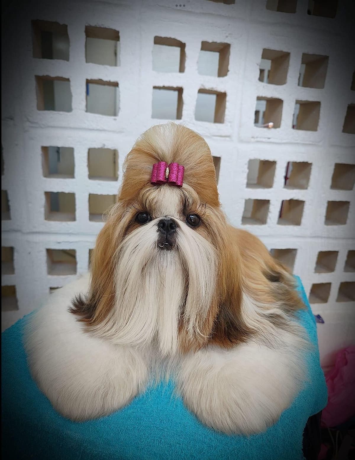 AKC Registered Shih Tzu Puppies breeder image 16